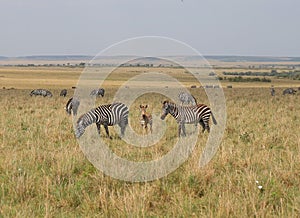 Animals in the savannah of Masai Mara national park in Kenya