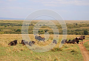 Animals in the savannah of Masai Mara national park in Kenya