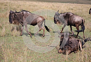 Animals in the savannah of Masai Mara national park in Kenya