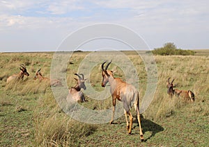 Animals in the savannah of Masai Mara national park in Kenya