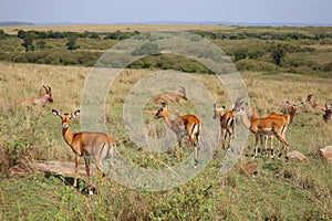 Animals in the savannah of Masai Mara national park in Kenya