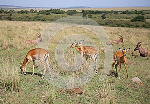 Animals in the savannah of Masai Mara national park in Kenya