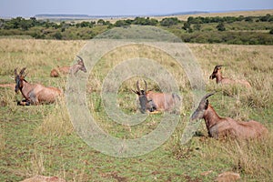 Animals in the savannah of Masai Mara national park in Kenya