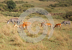 Animals in the savannah of Masai Mara national park in Kenya