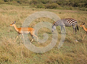 Animals in the savannah of Masai Mara national park in Kenya