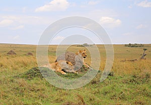 Animals in the savannah of Masai Mara national park in Kenya