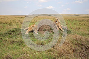 Animals in the savannah of Masai Mara national park in Kenya