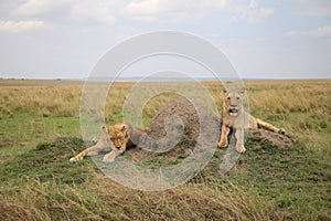 Animals in the savannah of Masai Mara national park in Kenya