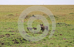 Animals in the savannah of Masai Mara national park in Kenya