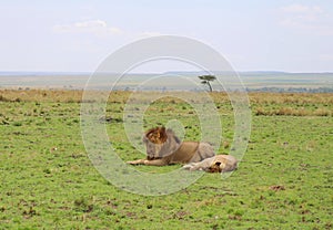 Animals in the savannah of Masai Mara national park in Kenya