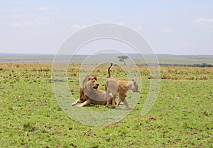 Animals in the savannah of Masai Mara national park in Kenya