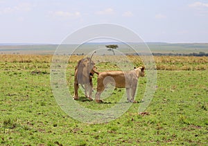 Animals in the savannah of Masai Mara national park in Kenya