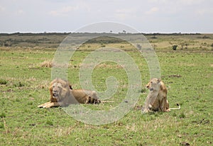 Animals in the savannah of Masai Mara national park in Kenya