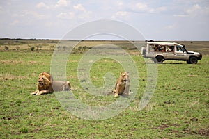 Animals in the savannah of Masai Mara national park in Kenya