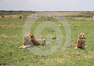 Animals in the savannah of Masai Mara national park in Kenya