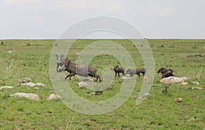 Animals in the savannah of Masai Mara national park in Kenya