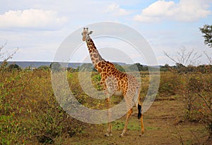 Animals in the savannah of Masai Mara national park in Kenya