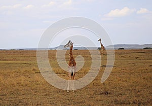 Animals in the savannah of Masai Mara national park in Kenya