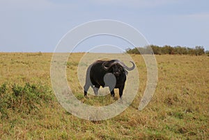 Animals in the savannah of Masai Mara national park in Kenya