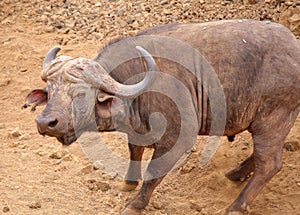 Animals in the savannah of Tsavo West national park in Kenya