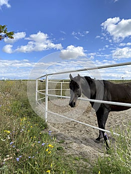 Animals. Side view of a brown horse against a blue sky with white clouds.