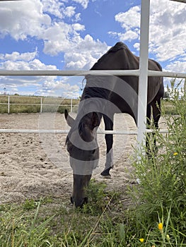 Animals. Side view of a brown horse against a blue sky with white clouds.