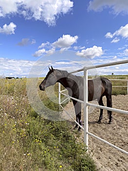 Animals. Side view of a brown horse against a blue sky with white clouds.