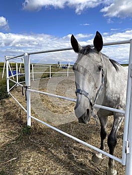 Animals. Side view of a gray horse on a background of a blue sky with white clouds.