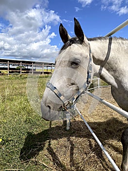 Animals. Side view of a gray horse on a background of a blue sky with white clouds.