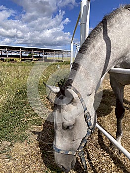 Animals. Side view of a gray horse on a background of a blue sky with white clouds.