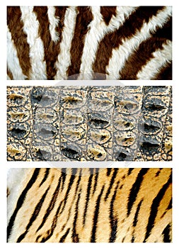 Animals skin