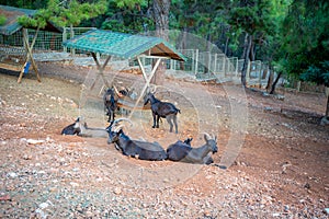 Animals in the small zoo in Antalya, Turkey