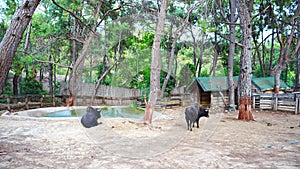 Animals in the small zoo in Antalya, Turkey