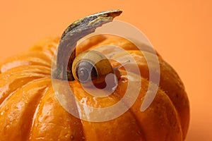 Animals - Snail on Pumpkin