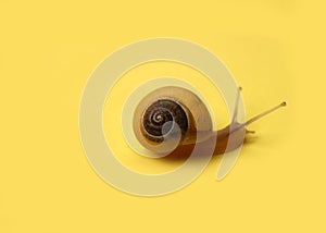 Animals - Snail on Yellow