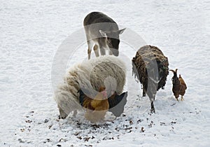 Animals in snow