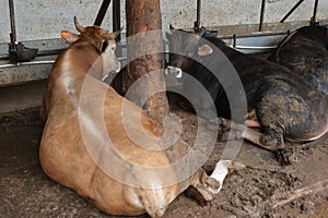 Animals sold for sacrifice - Turkish Kurban Bayrami. Feast, cultivated