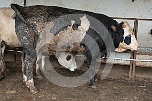 Animals sold for sacrifice - Turkish Kurban Bayrami. Feast, cultivated