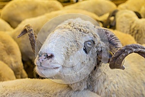 Animals sold for sacrifice - Turkish Kurban Bayrami photo