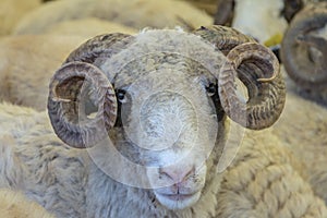 Animals sold for sacrifice - Turkish Kurban Bayrami photo