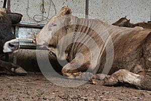 Animals sold for sacrifice - Turkish Kurban Bayrami. Feast, cultivated