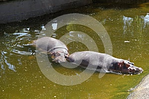 Two hippos Hippopotamus amphibius lie in a pond. La Lajita, Spain photo