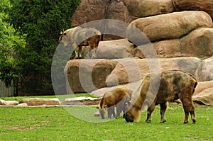 Animals at the St Louis Zoo