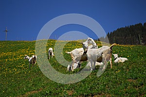 Animals in Switzerland during spring