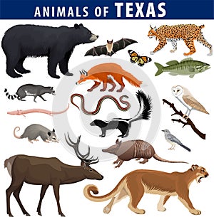 animals of Texas: black bear, puma, lynx, deer,  skunk, bat, Bass fish, armadillo, fox, Mockingbird, barn owl, garter snake, opos