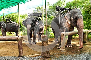 Animals In Thailand. Thai Elephants With Ride Saddles. Travel, T
