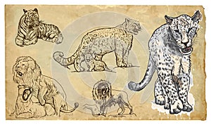 Animals, theme: BIG CATS - hand drawn vector pack