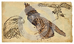 Animals, theme: BIRDS OF PREY - hand drawn vector pack