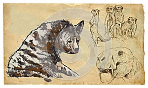 Animals, theme: FELIFORMIA - an hand drawn vector pack photo