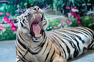 Tiger gape photo